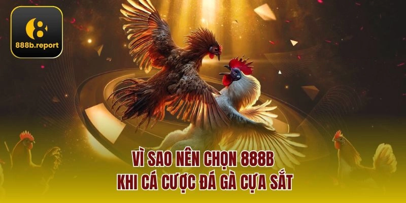 Vì sao nên chọn 888b khi cá cược đá gà cựa sắt